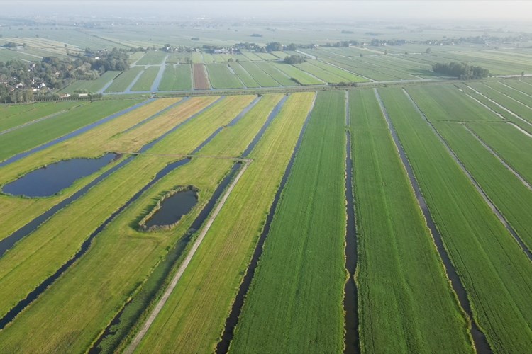 VEENWEIDE DRONE THV HAASTRECHT BILWIJK NATUURGEBIED (1)