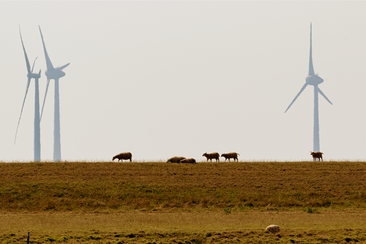 Schapen lopen op een dijk met windmolens op de achtergrond