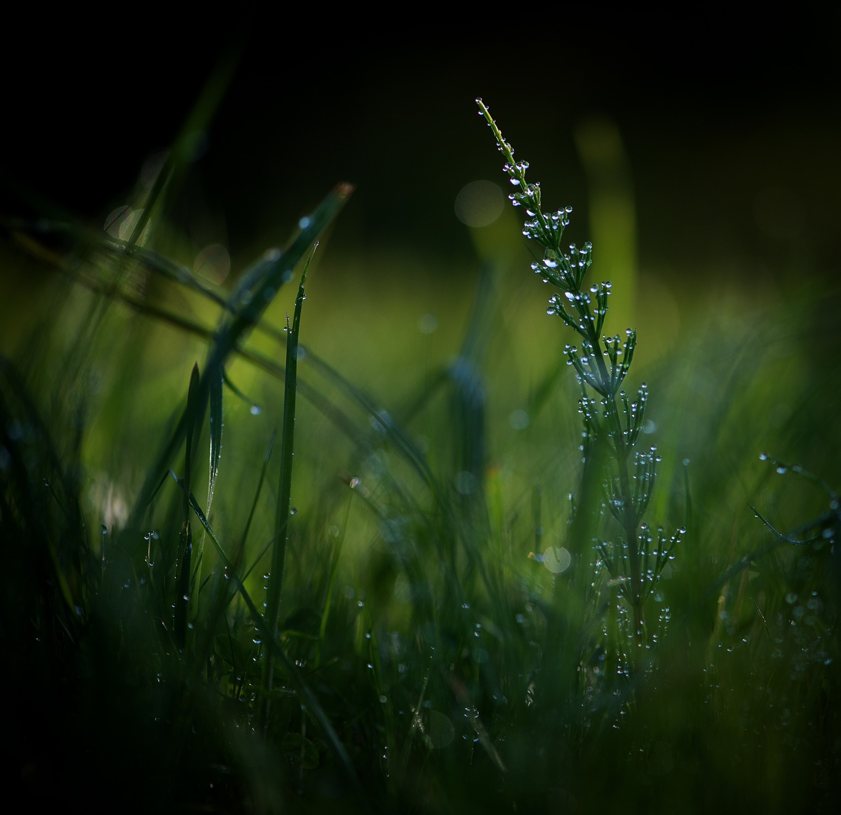 Fresh Green Grass With Water Drops In Summer Sunny T20 Xrmjwl