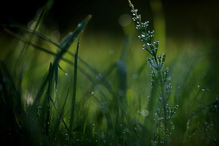 Fresh Green Grass With Water Drops In Summer Sunny T20 Xrmjwl