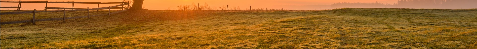 Tree On The Meadow At Sunrise T20 Plgvj1