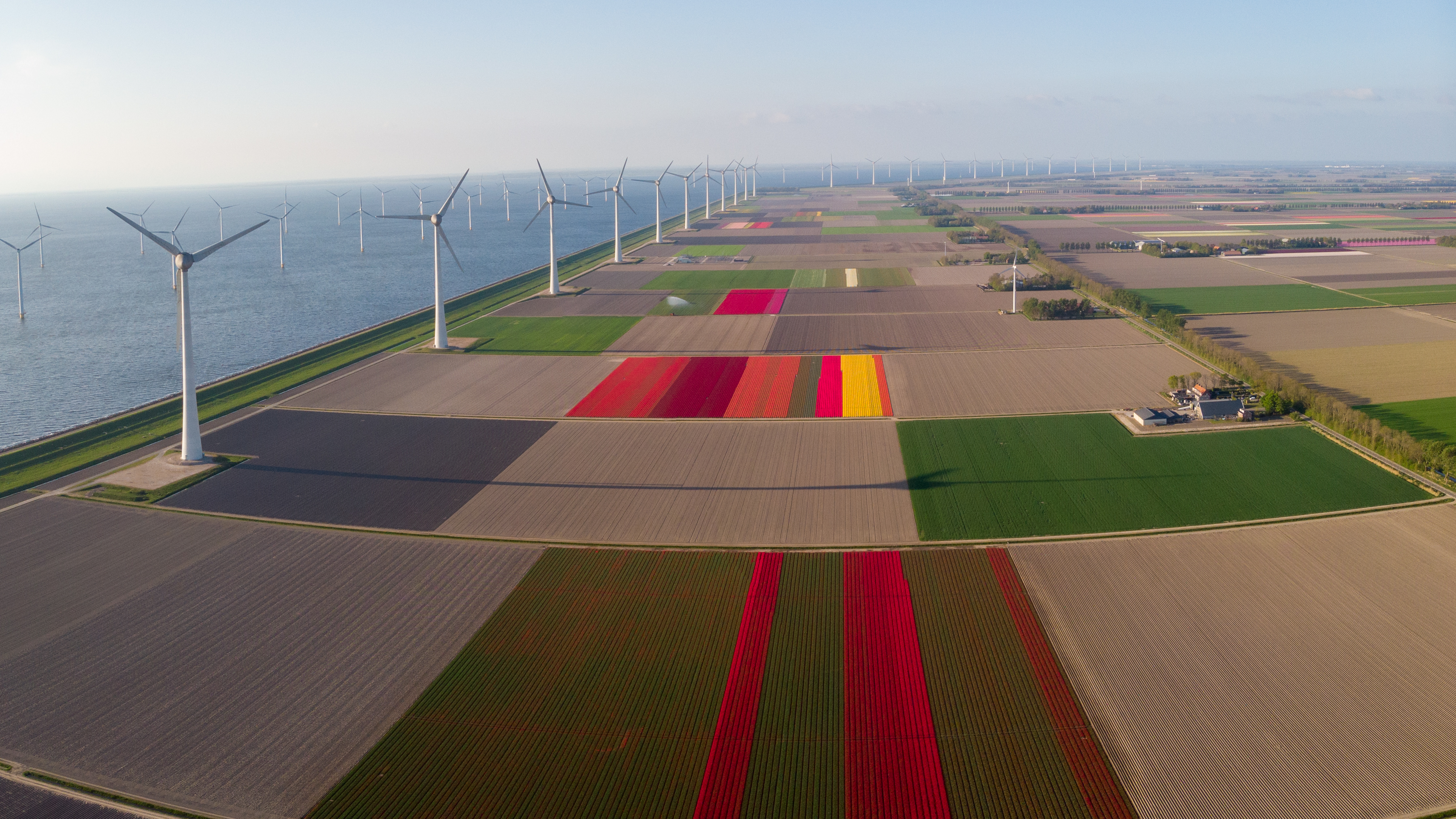 Een rij windmolens tussen gekleurde tulpenvelden