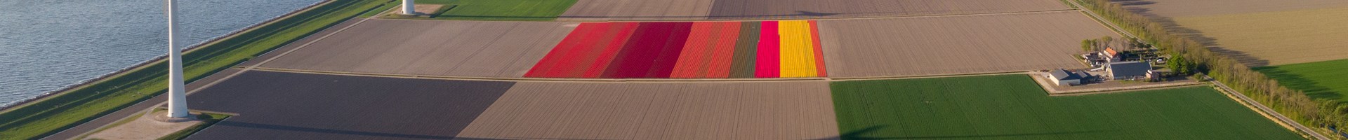Een rij windmolens tussen gekleurde tulpenvelden