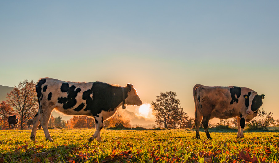 Cows On The Meadow In The Early Morning Sun Just After The Sunrise T20 Rlxldv