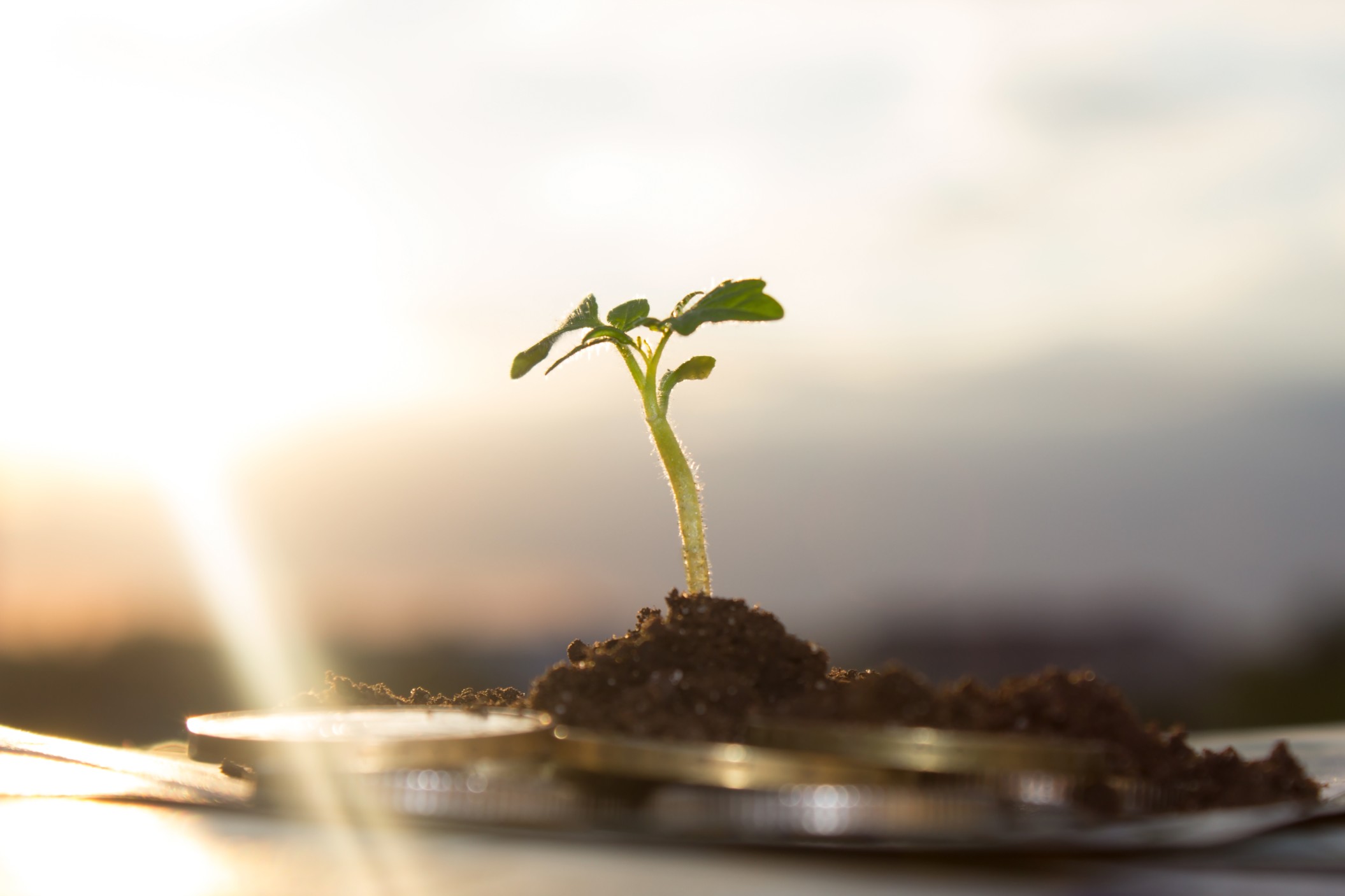 Concept Money Currency Investment Finance Cash Coin Business Wealth Grow Success Financial Growth T20 Mrrgar