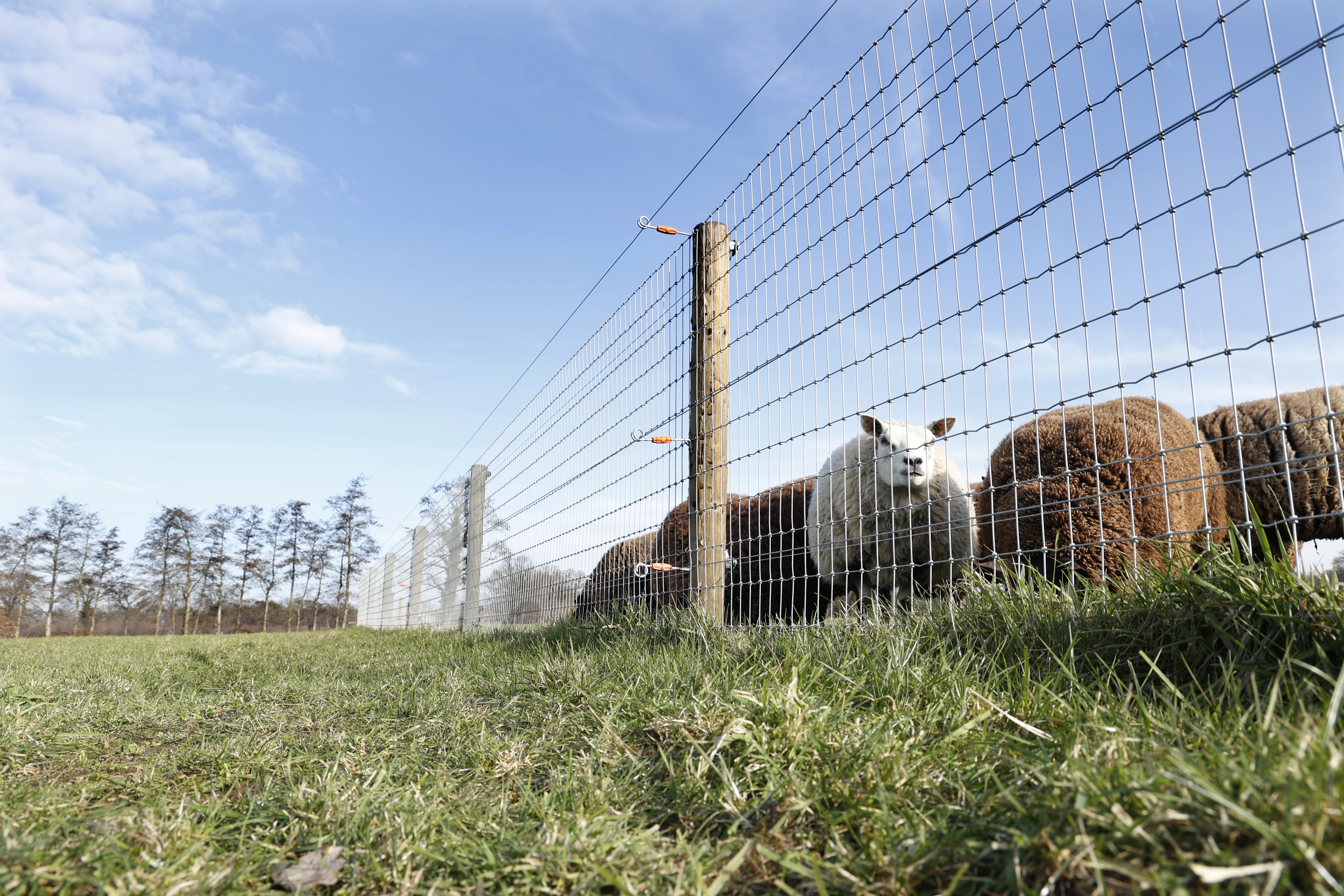 Hoofdstuk 1 Schapen Achter Raster Marielle Van Uitert
