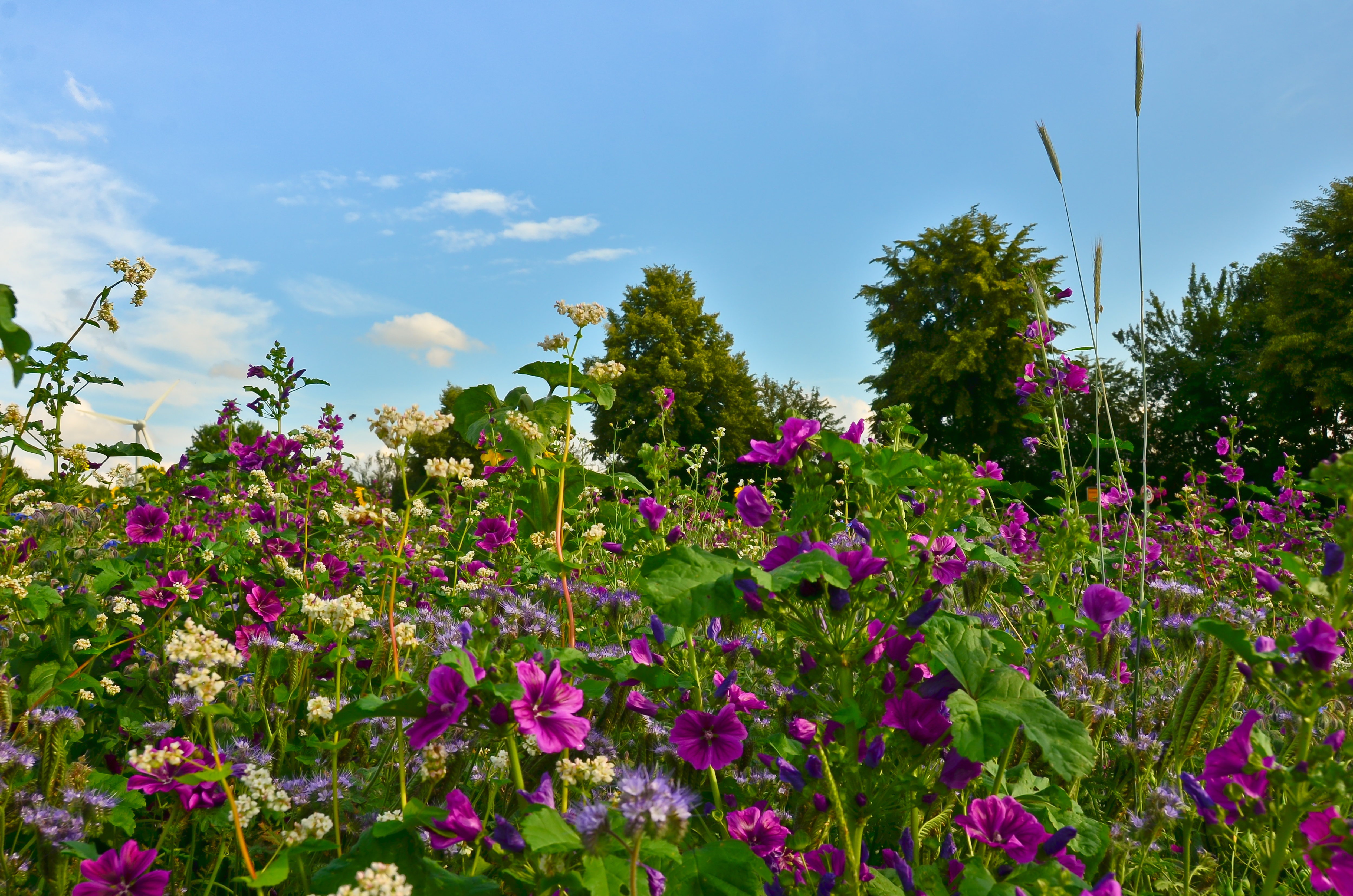 A Beautiful Meadow With Vibrant Wildflowers In Front Of A German Landscape Mallows Poppies And T20 R03lnm