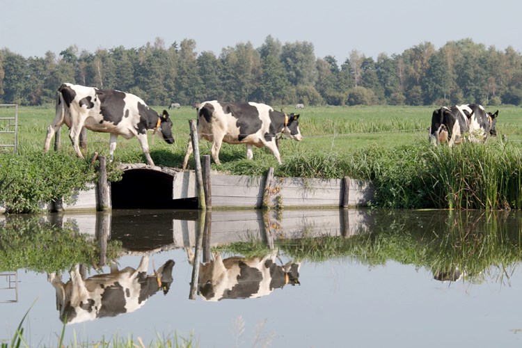 KOEIEN WEERSPIEGELING