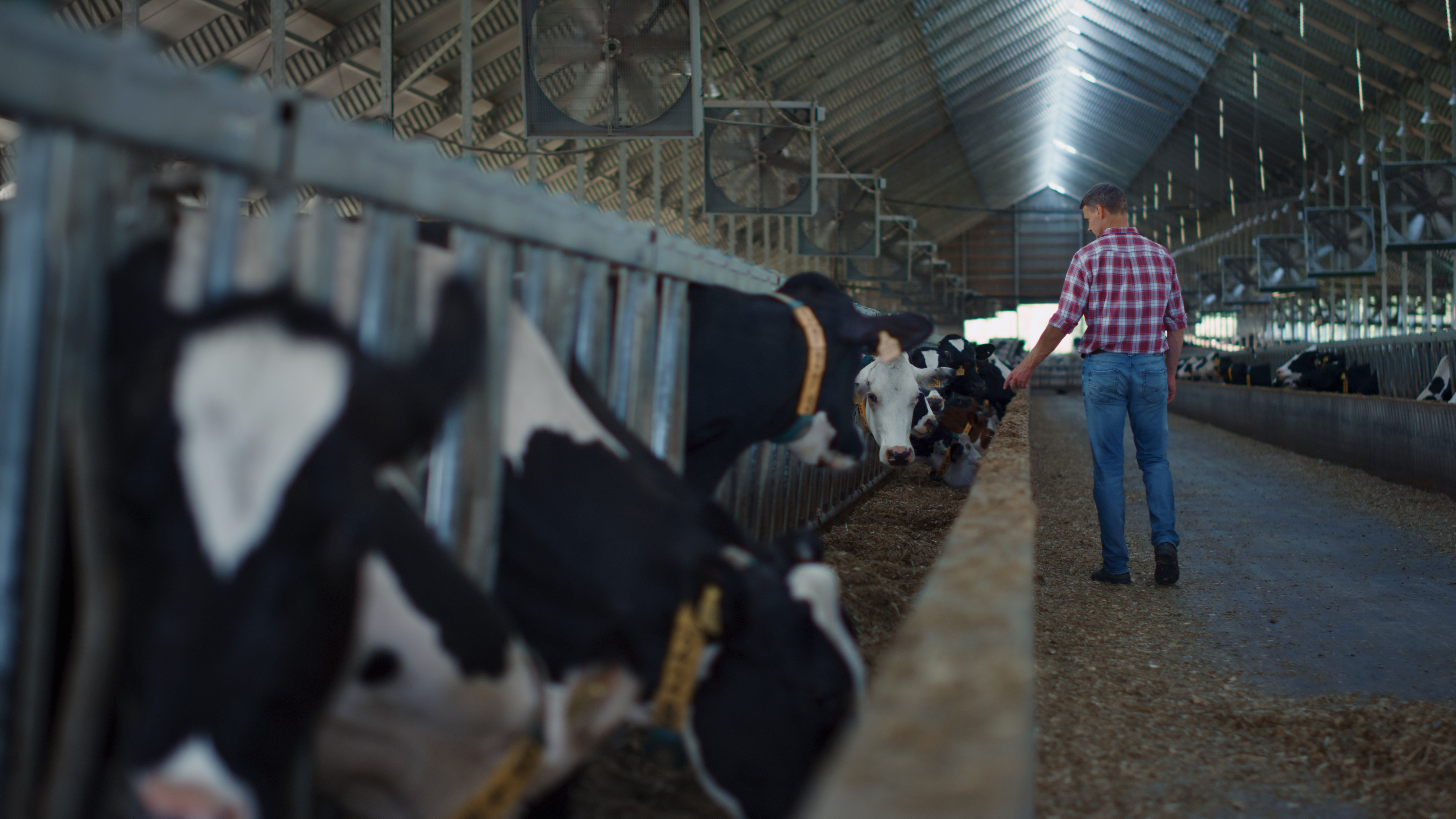 Agronomist Checking Cows Barn Walking Between Stal 2023 11 27 04 52 56 Utc