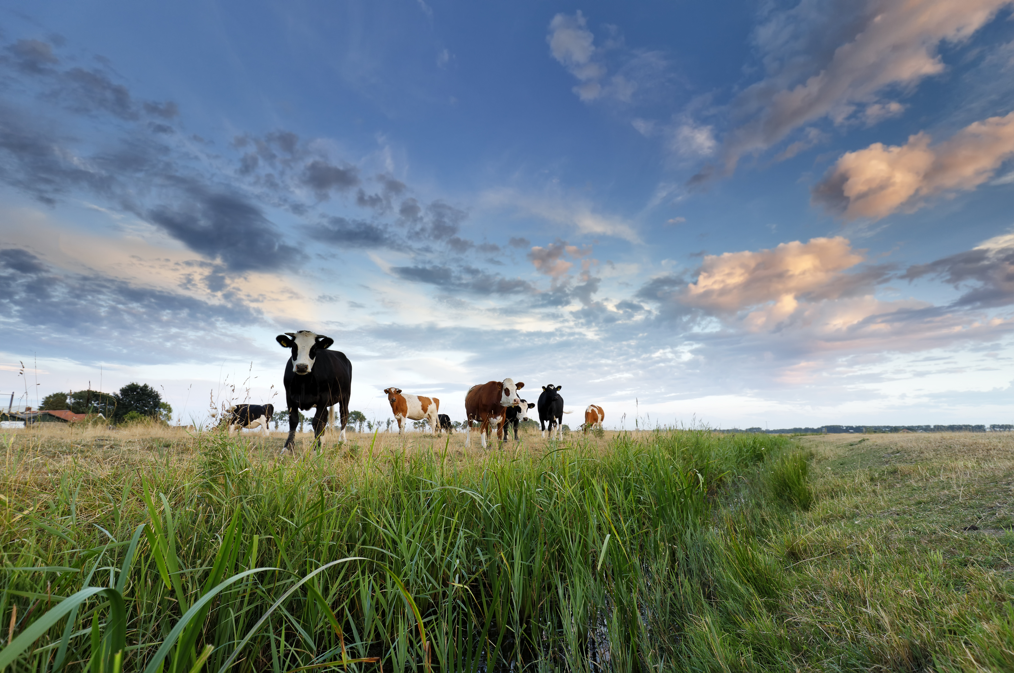 Een aantal koeien in het weiland tijdens zonsondergang