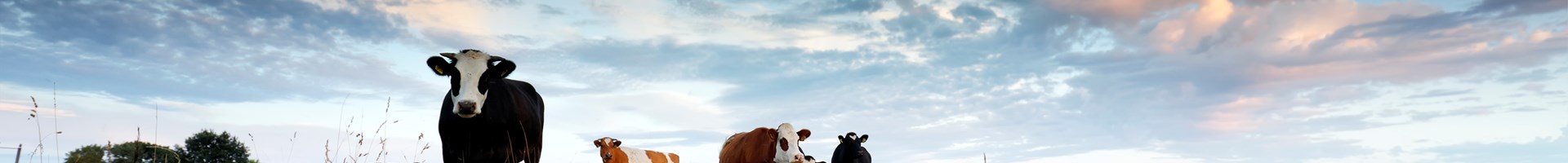 Een aantal koeien in het weiland tijdens zonsondergang