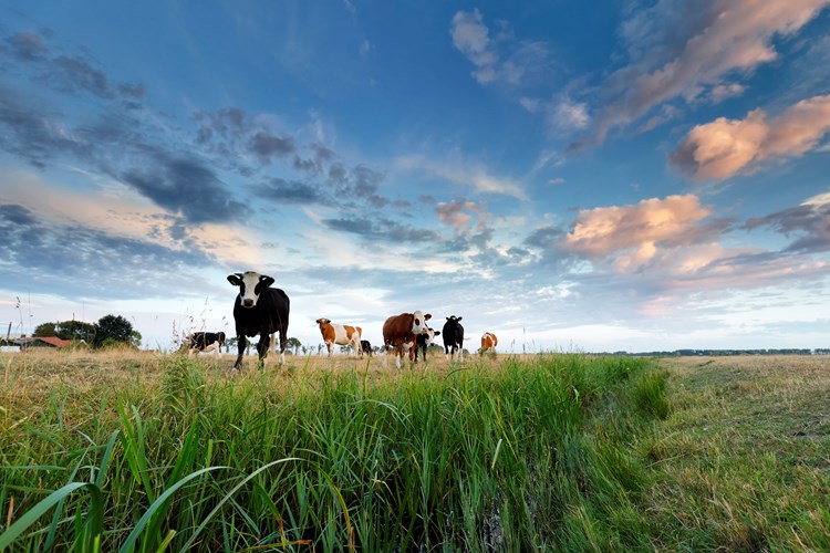 Een aantal koeien in het weiland tijdens zonsondergang