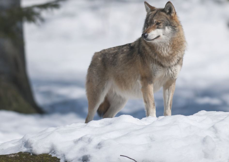 Wolf In De Sneeuw, © Hugh Jansman