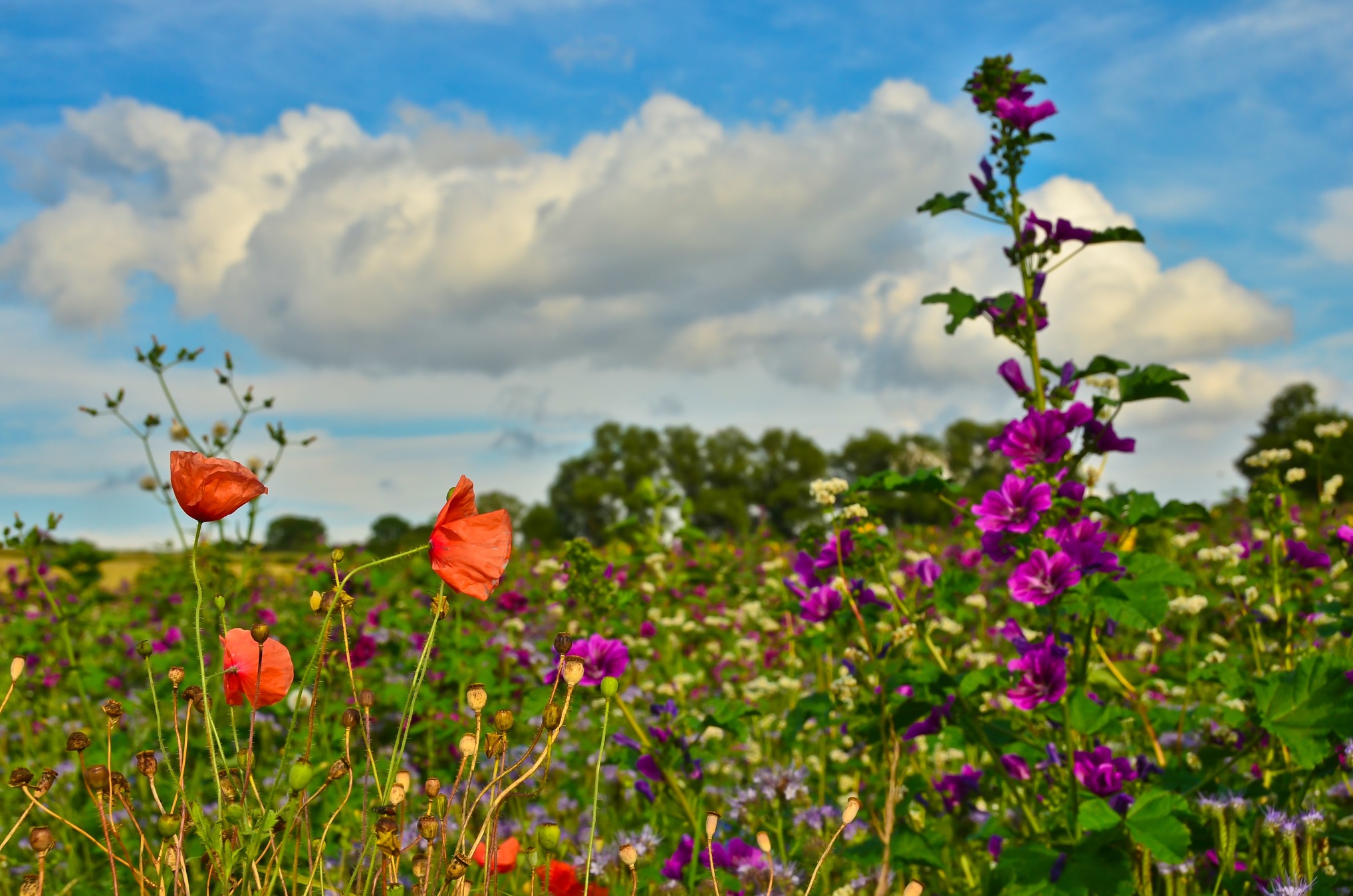 A Beautiful Meadow With Vibrant Wildflowers In Front Of A German Landscape Mallows Poppies And T20 A9rmw1