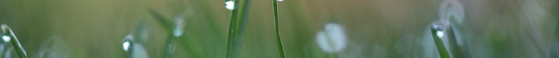 Dauwdruppels op een aantal grassprieten